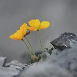Nyaraló Felse Bormio
